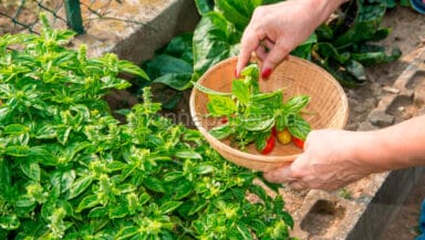 cottura delle verdure