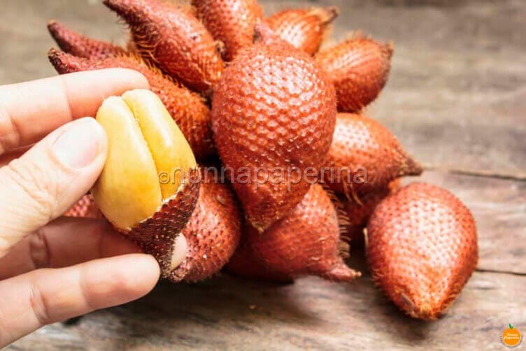salak salak