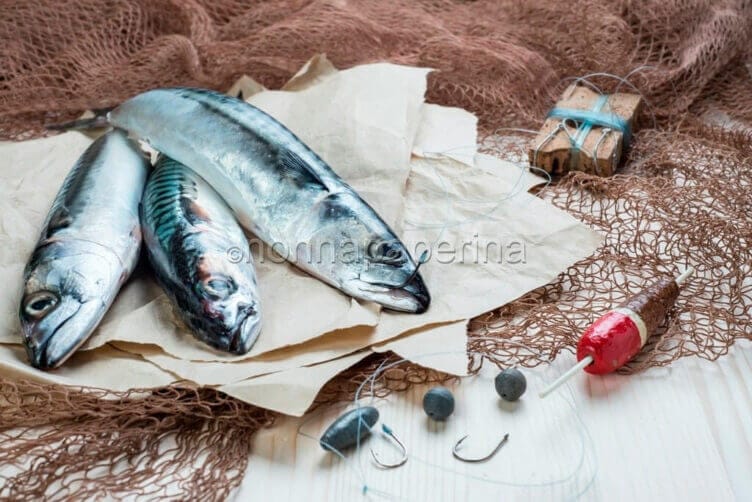 sgombri freschi sgombri freschi