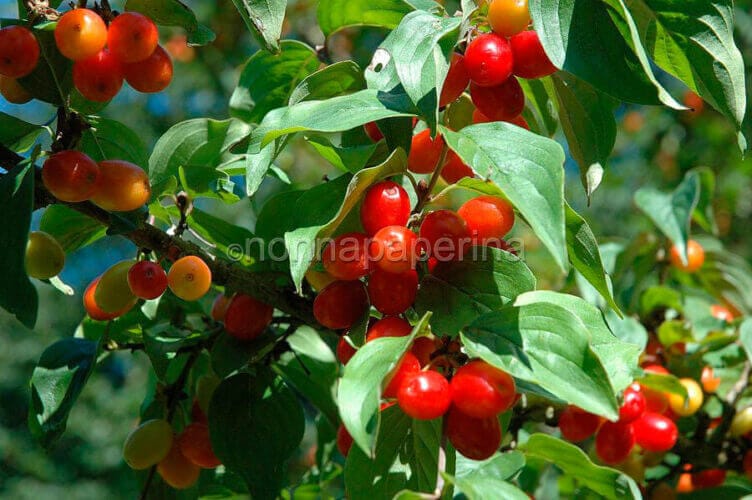 sciroppo di corniolo