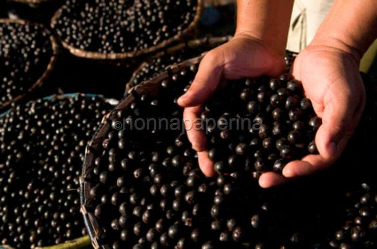 Bacche di Acai Bacche di Acai