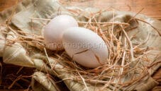 Uova di oca, uno vale per due di gallina