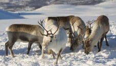 Latte di renna, una incredibile fonte di energia