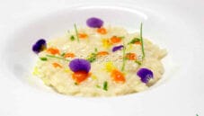 Risotto alla crema di peperoni, un primo gourmet Risotto alla crema di peperoni, un primo gourmet