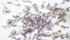 I benefici dello zucchero e sciroppo di malva I benefici dello zucchero e sciroppo di malva