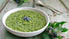 Risotto alla borragine e caciocavallo ragusano