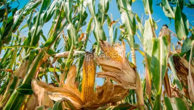 Vivere senza Glutine