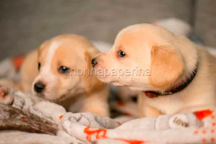 Cani e gatti possono avere delle intolleranze o allergie Cani e gatti