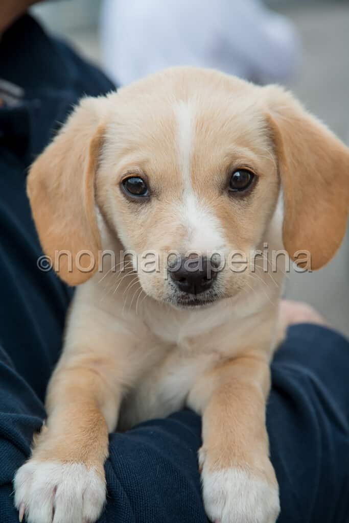 cagnolino cagnolino