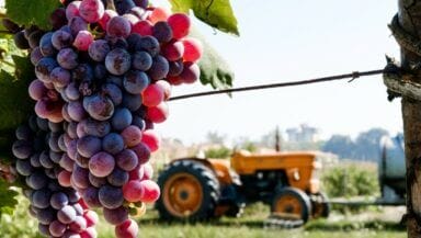 Sensibilita ai solfiti