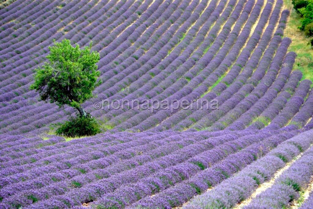 campo di lavanda crediti: @lorena vigolo angè campo di lavanda crediti: @lorena vigolo angè