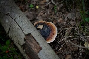 Il Chaga, un fungo unico e speciale