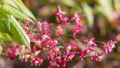 Epimedium