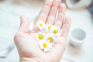 Fiori di camomilla freschi 