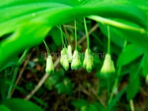 He Shou Wu Fu Ti: giovinezza e longevità