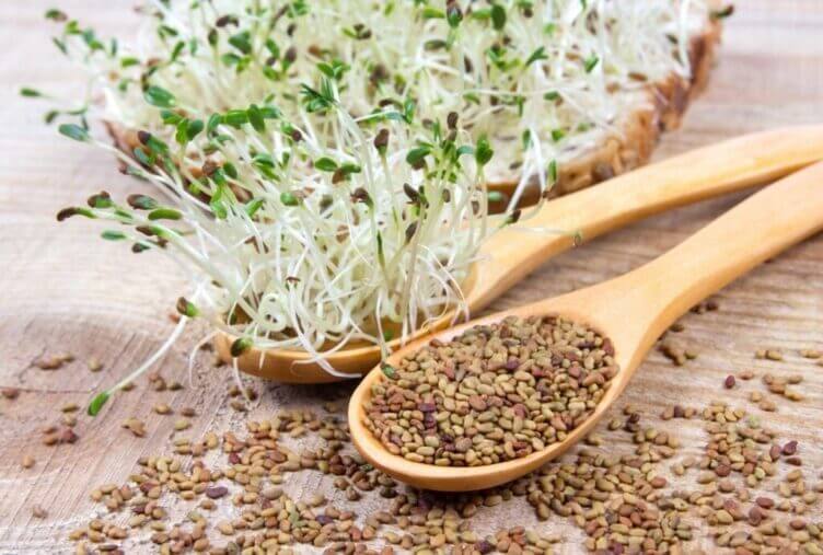Alfalfa: tutte le proprietà dell’Erba Medica Alfalfa