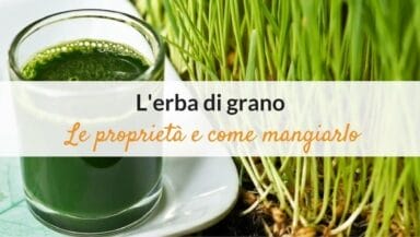erba di grano proprieta