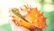 kiwano