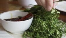 L’albero di Neem e tutte le proprietà curative L’albero di Neem e tutte le proprietà curative