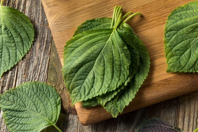 Olio di Perilla : toccasana per artrite e allergie perilla