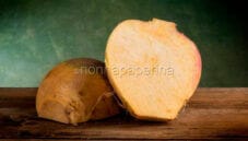 Dal passato al presente: la radice di Rutabaga Dal passato al presente: la radice di Rutabaga