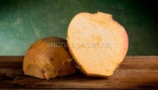 radice di rutabaga