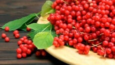 schisandra