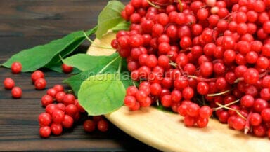 schisandra