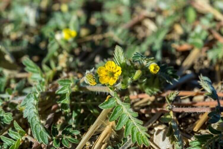 Tribulus