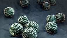 Allergia all Ambrosia