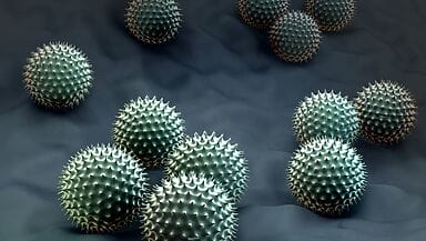 Allergia all Ambrosia