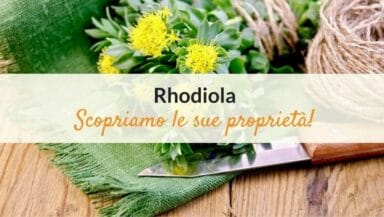 rhodiola