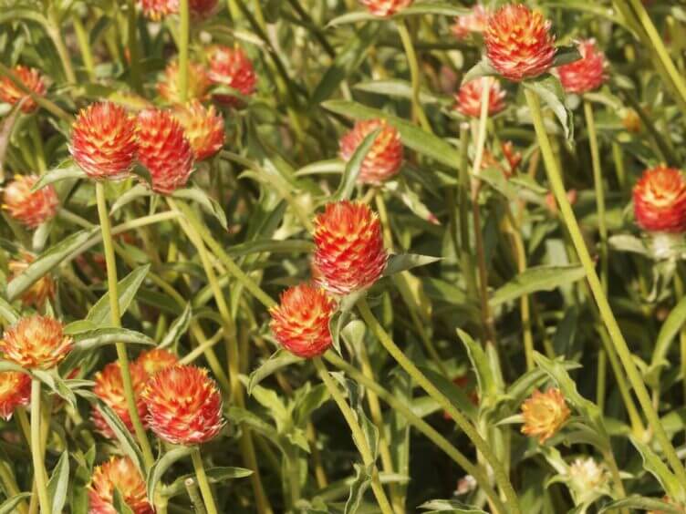 suma o ginseng brasiliano suma o ginseng brasiliano