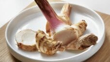 Galanga: radice benefica dal sapore inconfondibile