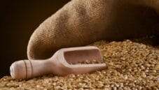 Ai nutrizionisti piace la Timilia. Scopriamo insieme il perchè