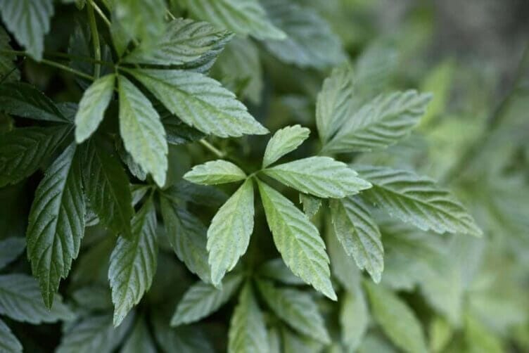 Gynostemma, un valido antitumorale e non solo Gynostemma