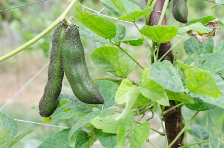 Mucuna