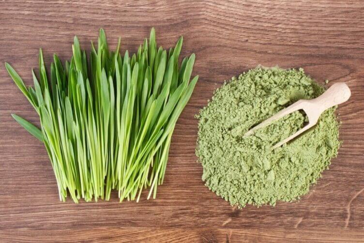 Erba d’orzo: il germoglio ricco di sostanze nutritive Erba d’orzo