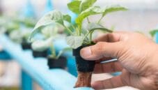 Agricoltura Idroponica sarà il futuro? Agricoltura Idroponica sarà il futuro?