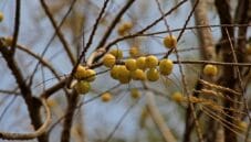 Scopriamo le caratteristiche dell’ Amla