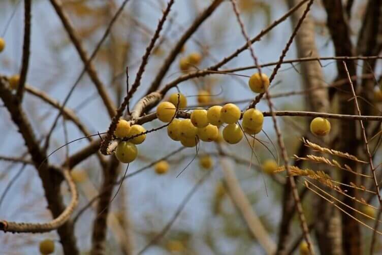 Scopriamo le caratteristiche dell’ Amla Amla
