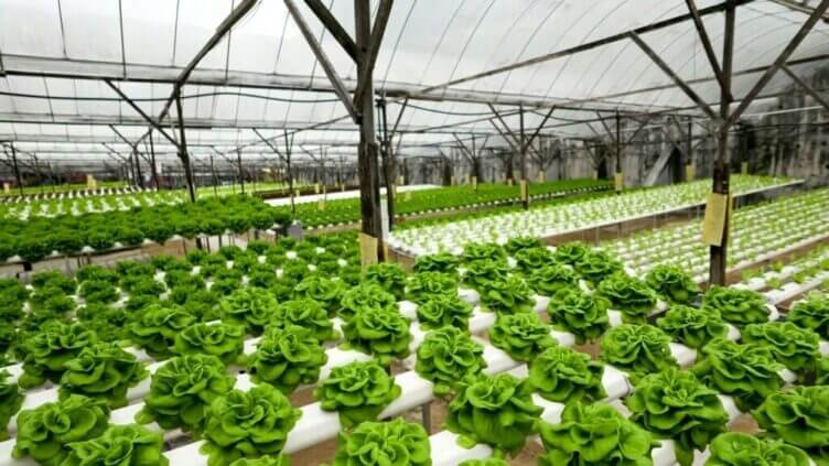 Food production in hydroponic plant lettuce rid