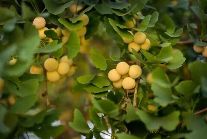 Ginkgo Biloba: a history of health Ginkgo Biloba: a history of health