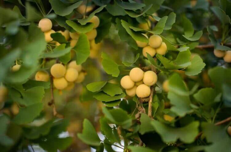 Ginkgo Biloba: a history of health