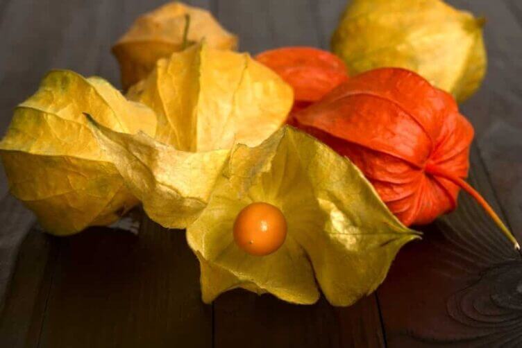 Physalis