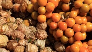 Physalis