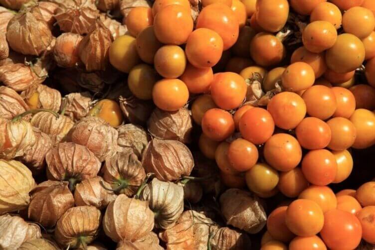 Physalis : proprietà benefiche e un sapore unico Physalis