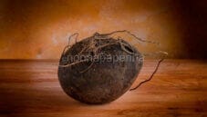 Radice di daikon nero: un ortaggio che fa bene