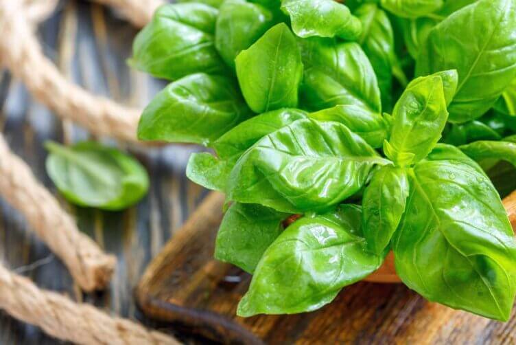 basilico fresco in cucina basilico fresco