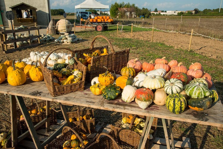 varietà di zucche varietà di zucche